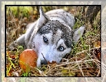 Błękitne, Oczy, Siberian Husky