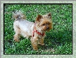 Yorkshire Terrier, 
